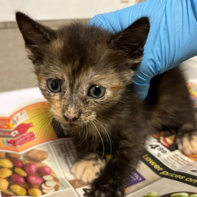 A baby small-sized female Tortoiseshell Domestic Short Hair cat named Candace for adoption in Yuma, AZ