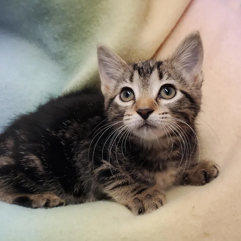 A baby medium-sized female Tabby (Brown / Chocolate) Domestic Short Hair cat named Spice for adoption in Marseilles, IL