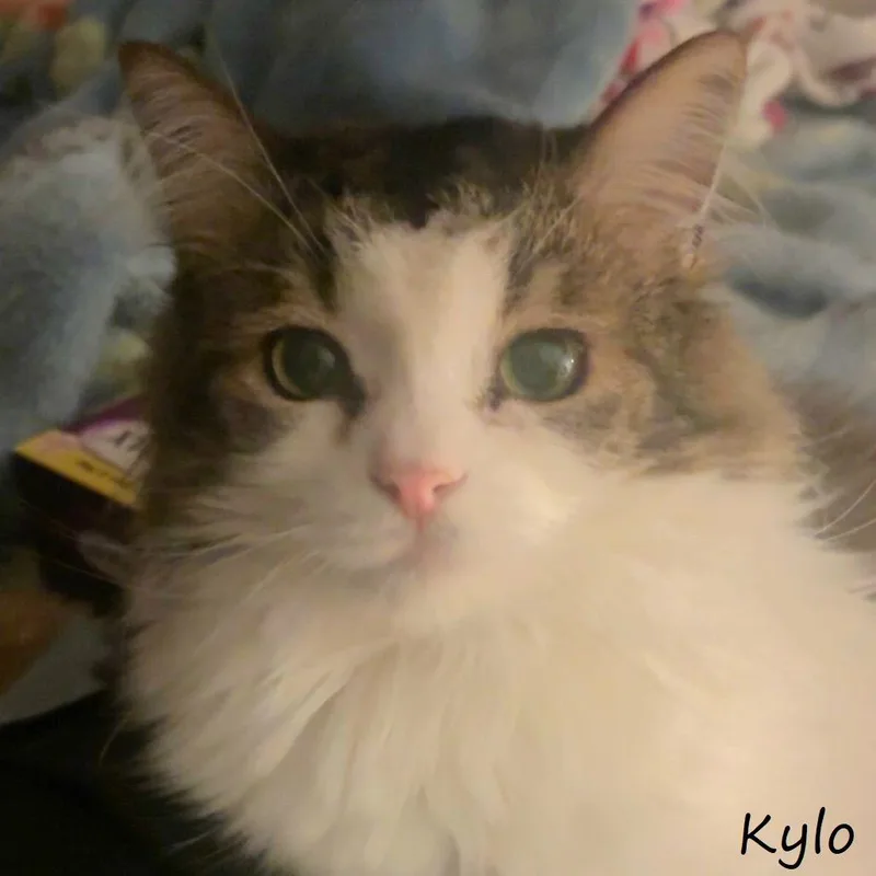 An adult small-sized male Brown / Chocolate Domestic Long Hair cat named Kylo for adoption in Yucaipa, CA