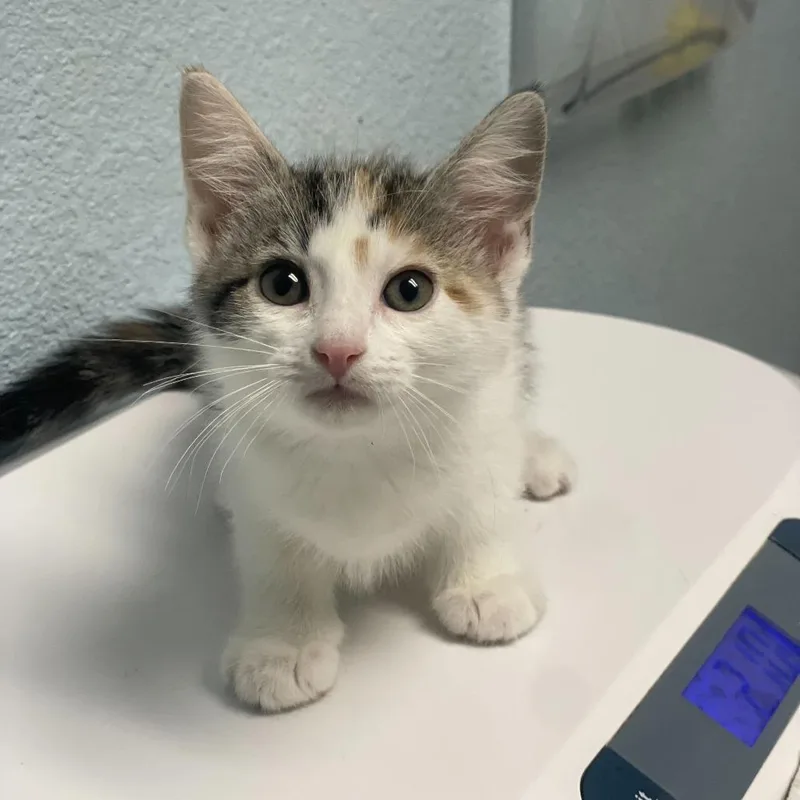 A baby small-sized female Calico Domestic Short Hair cat named Mars for adoption in Riverside, CA