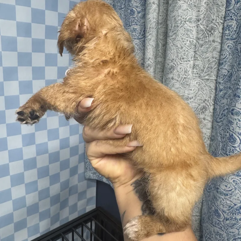 A baby small-sized male Apricot / Beige Shih Tzu dog named Gus for adoption in Crosby, TX
