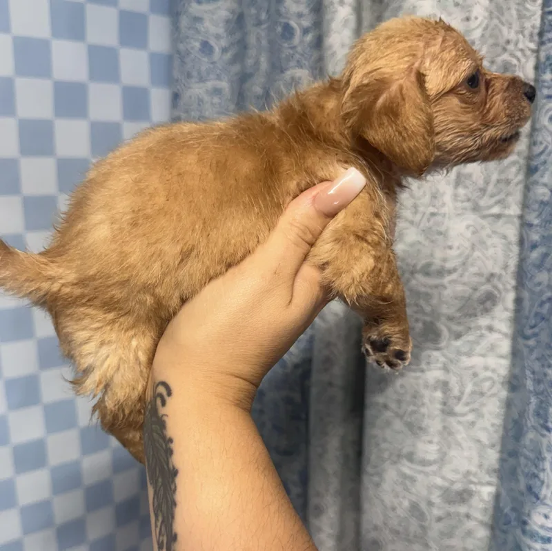 Gus thumbnail 2