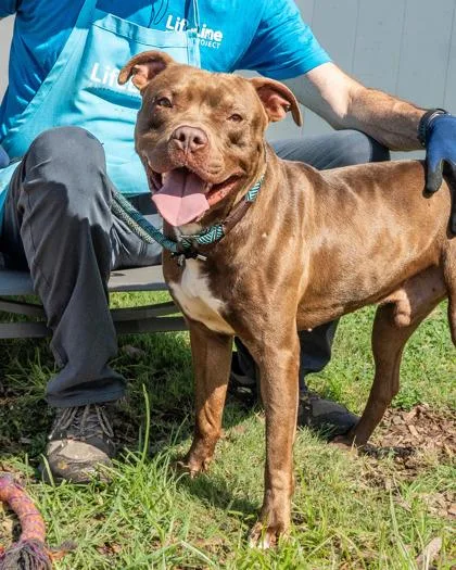 An adult large-sized male Mixed Breed dog named Calando for adoption in Chamblee, GA