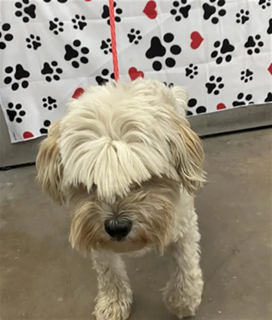 A young medium-sized male Mixed Breed dog named Sterling for adoption in Dallas, TX