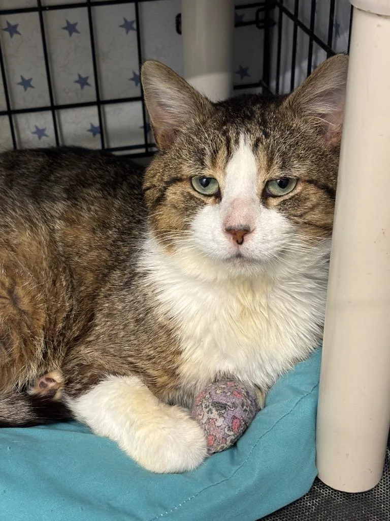 An adult medium-sized male Domestic Short Hair cat named Sunday for adoption in Hartford City, IN