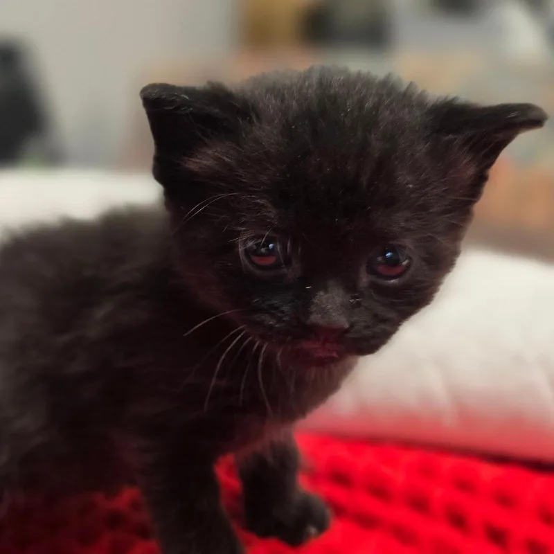 A baby small-sized female Black Domestic Short Hair cat named Jibberloo for adoption in East Hanover, NJ