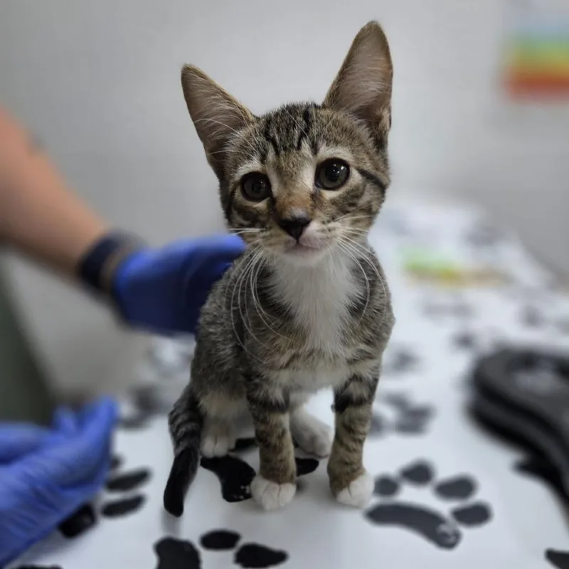 A baby small-sized male Domestic Short Hair cat named Weevil for adoption in Incline Village, NV