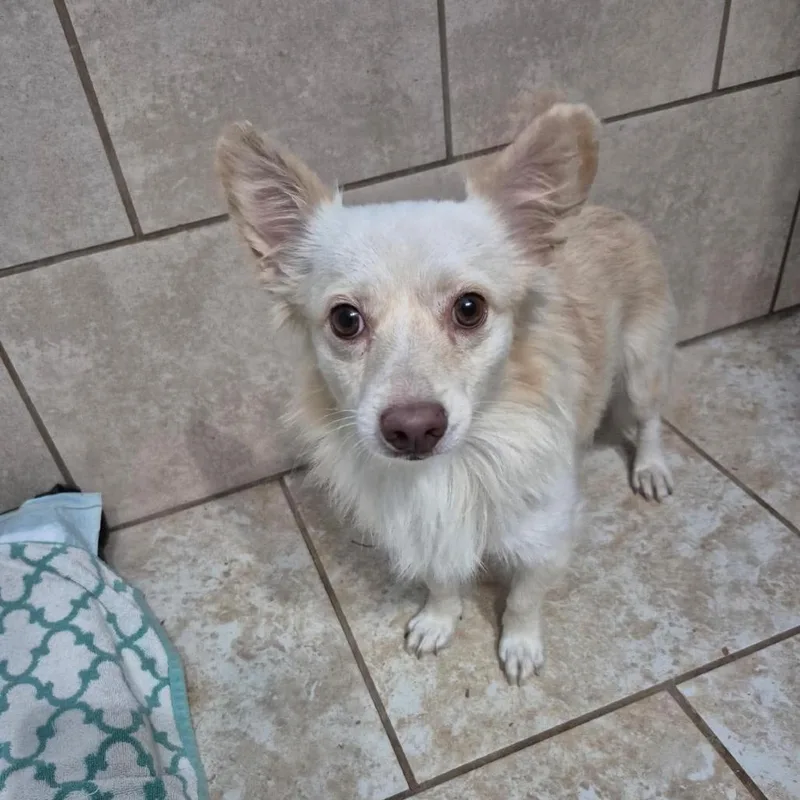An adult small-sized male Black Chihuahua dog named Chico for adoption in Rockville, MD