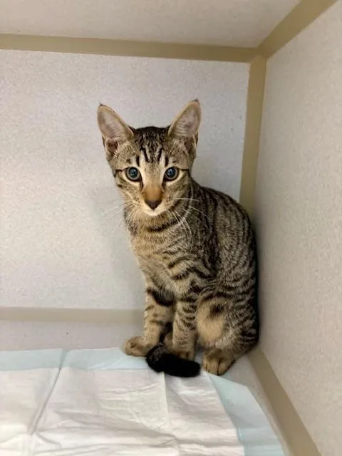 A baby medium-sized female Tabby (Brown / Chocolate) Domestic Short Hair cat named Millie for adoption in Winter Haven, FL