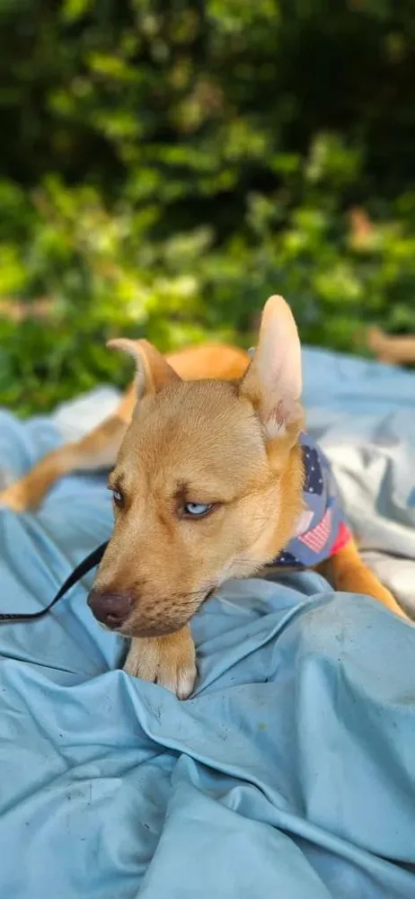 A baby large-sized male White / Cream Husky dog named Kodiak for adoption in Norfolk, MA