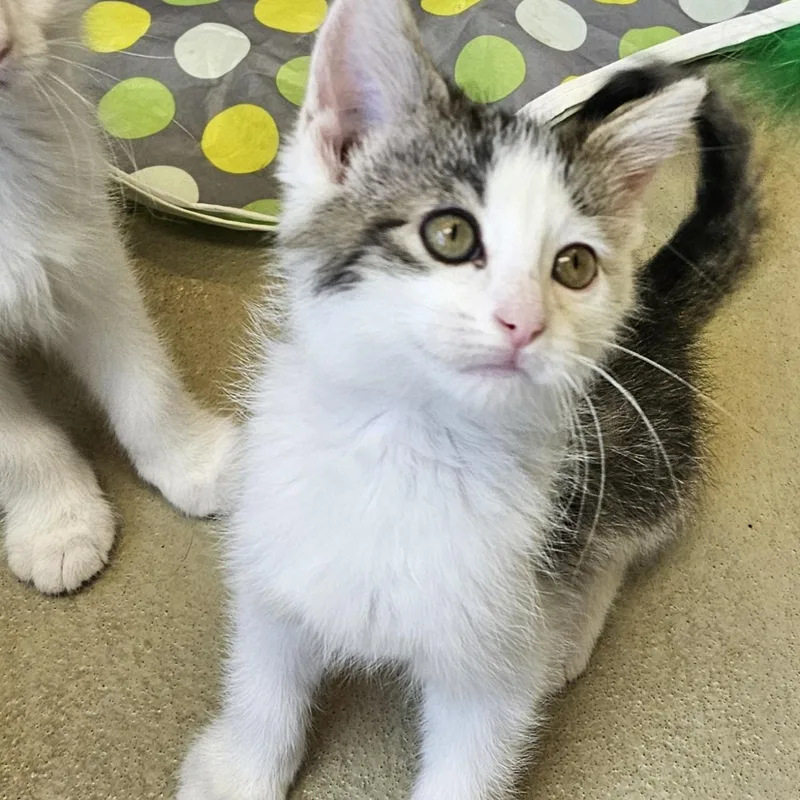A baby small-sized female Tabby (Brown / Chocolate) Domestic Medium Hair cat named Rikki for adoption in Bluffton, IN
