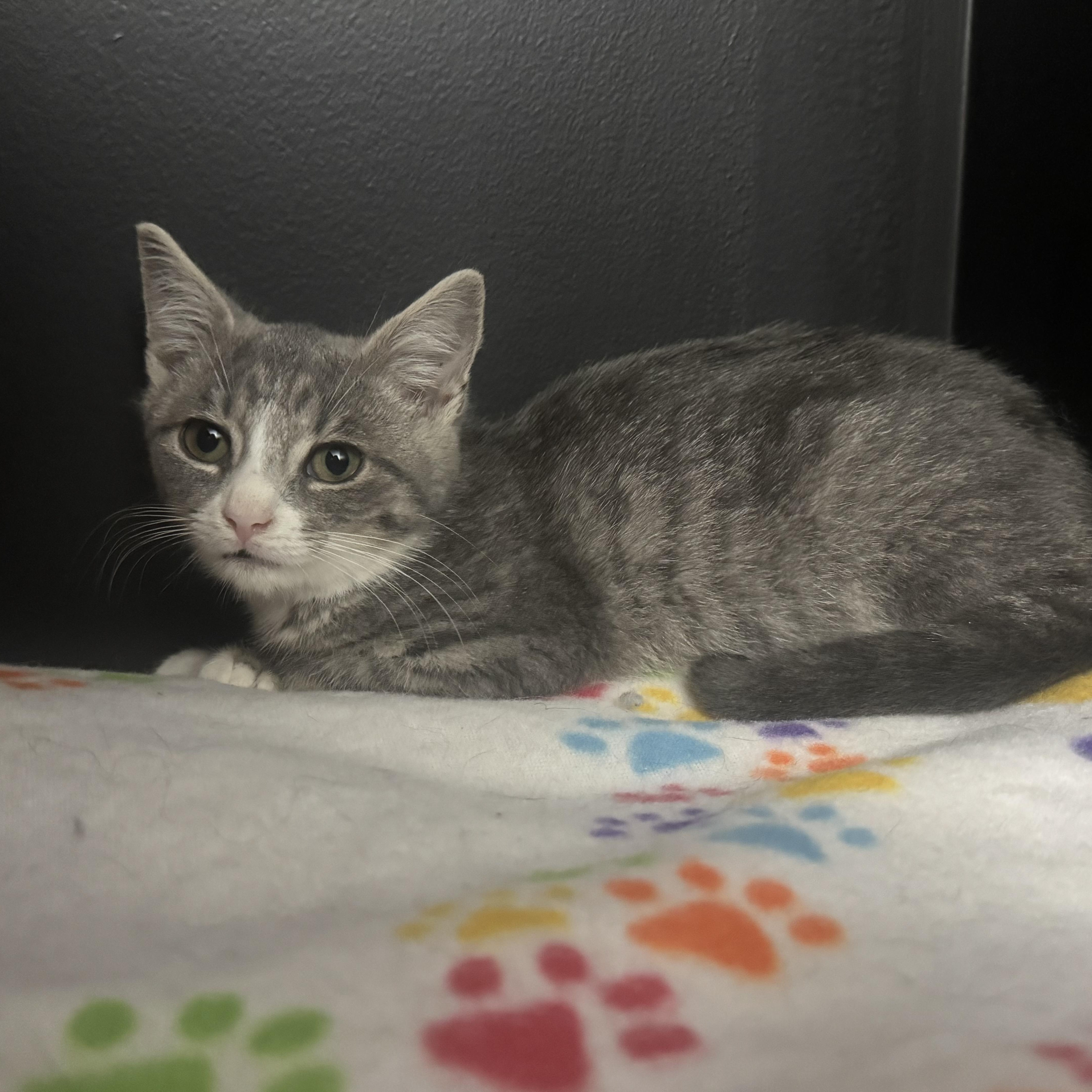 A baby medium-sized female Gray / Blue / Silver Domestic Short Hair cat named Dustpaw for adoption in Hamilton, NJ