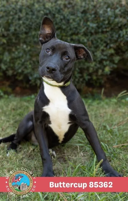 An adult medium-sized female Black Labrador Retriever dog named Buttercup for adoption in Mobile, AL