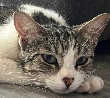 An adult medium-sized female Gray & White Domestic Short Hair cat named Sushi for adoption in Los Angeles, CA