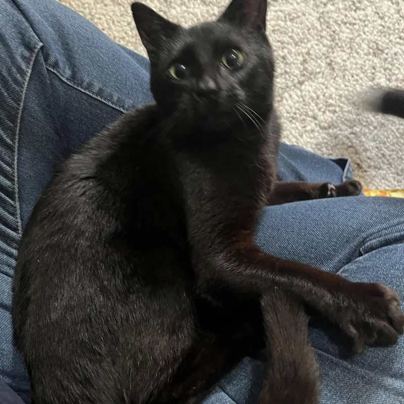 A young medium-sized male Black Domestic Short Hair cat named Henry Bonded With for adoption in Rochester, NY