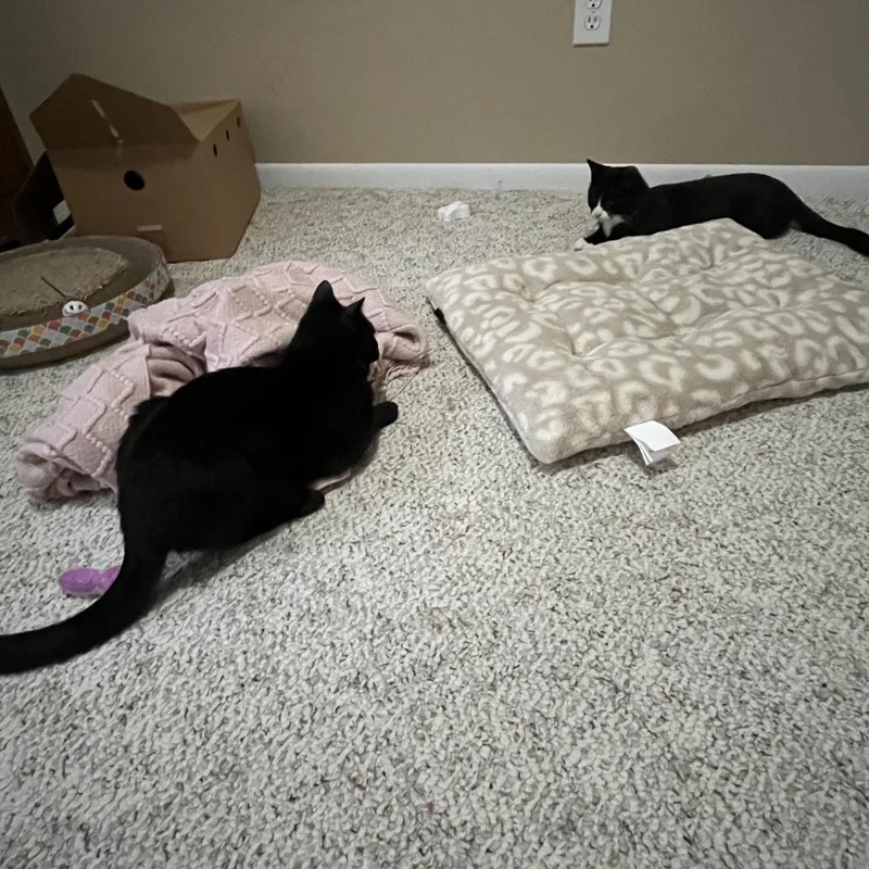 Henry  Bonded With thumbnail 3