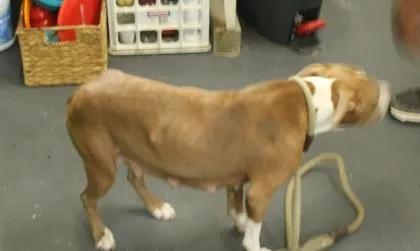 A young medium-sized female Terrier dog named Macie for adoption in Picayune, MS
