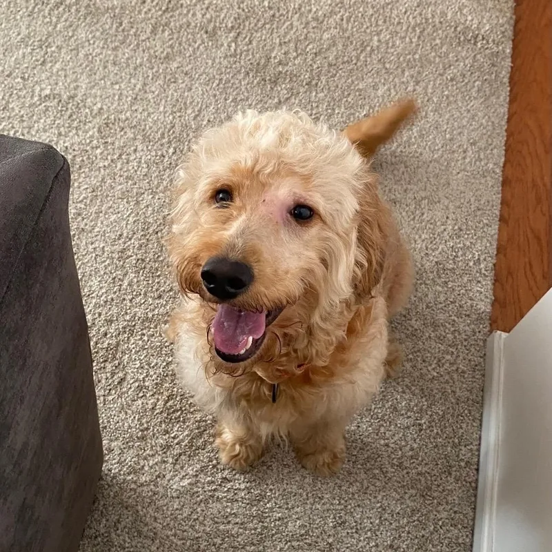 A young medium-sized male Golden Goldendoodle dog named Rocky for adoption in Charlotte, NC
