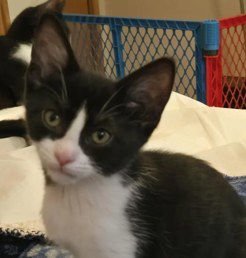 A baby medium-sized female Black & White / Tuxedo Domestic Short Hair cat named Georgia for adoption in Grove City, OH