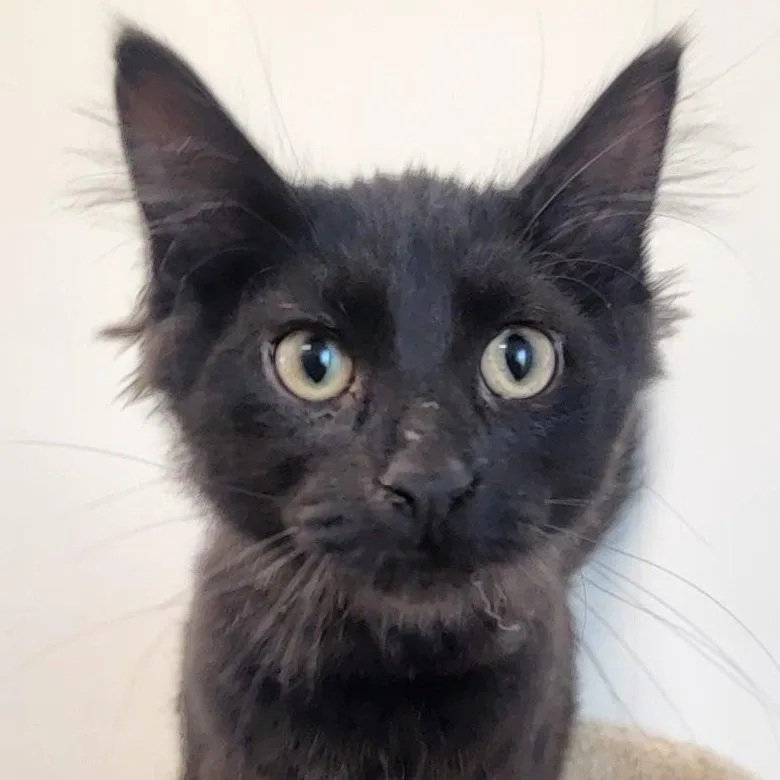 A baby medium-sized male Black Domestic Medium Hair cat named Felix for adoption in Rushville, IL