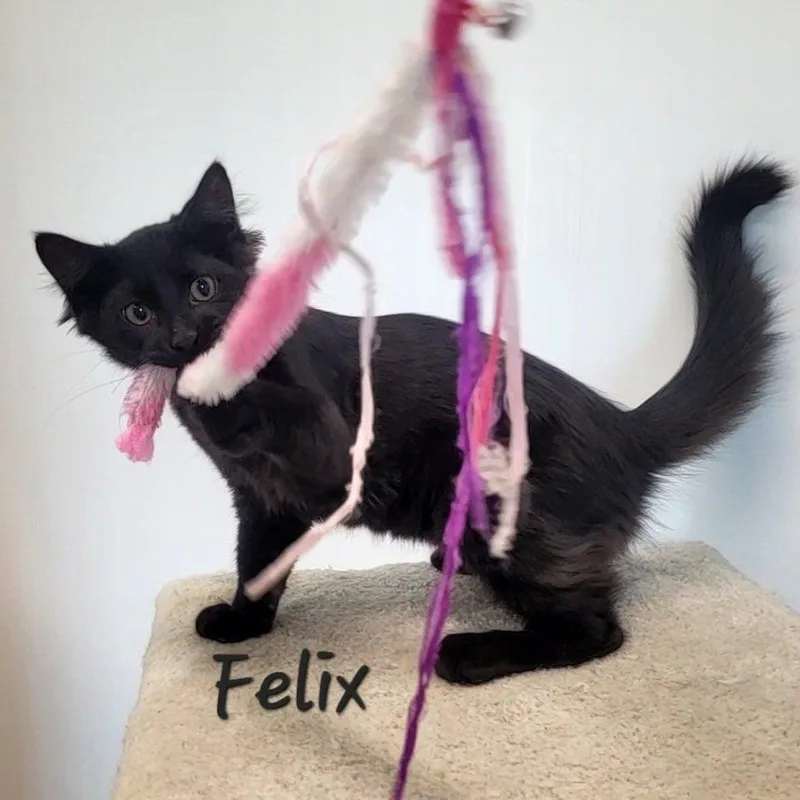 Felix thumbnail 2
