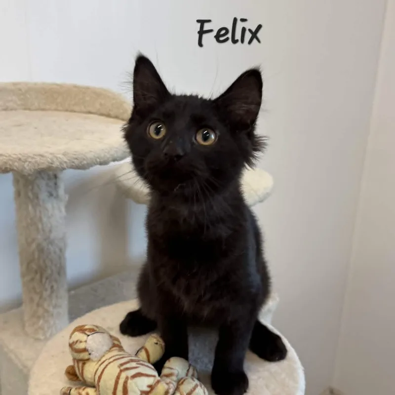 Felix thumbnail 3