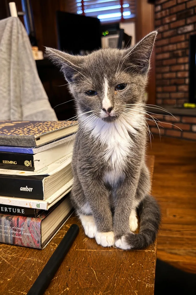 A young small-sized female Domestic Short Hair cat named Miley and Lily for adoption in South Richmond, NY