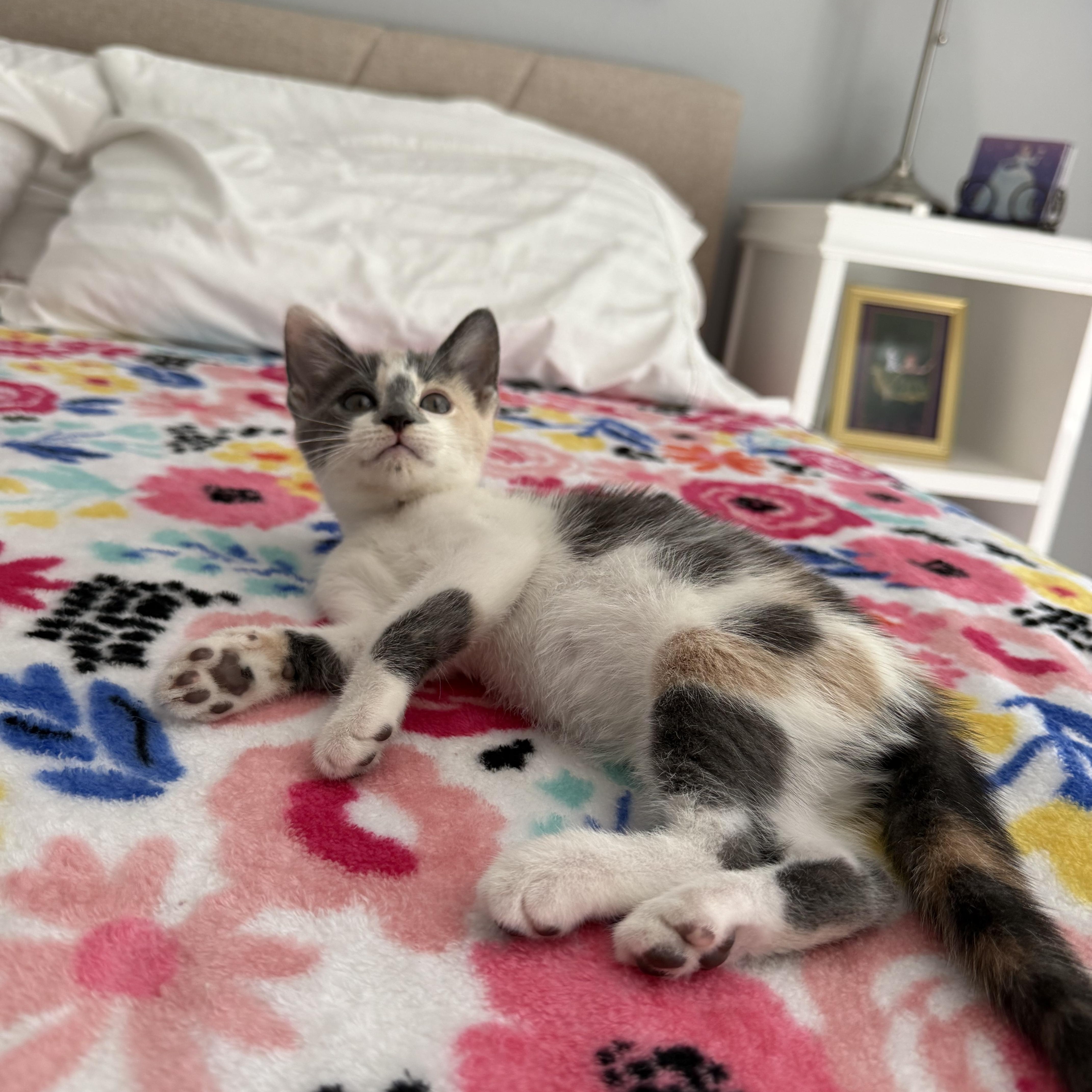 A baby medium-sized female Calico cat named Sophia for adoption in Maitland, FL