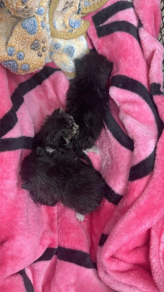A baby medium-sized male Domestic Short Hair cat named Timmy for adoption in Sorrento, LA