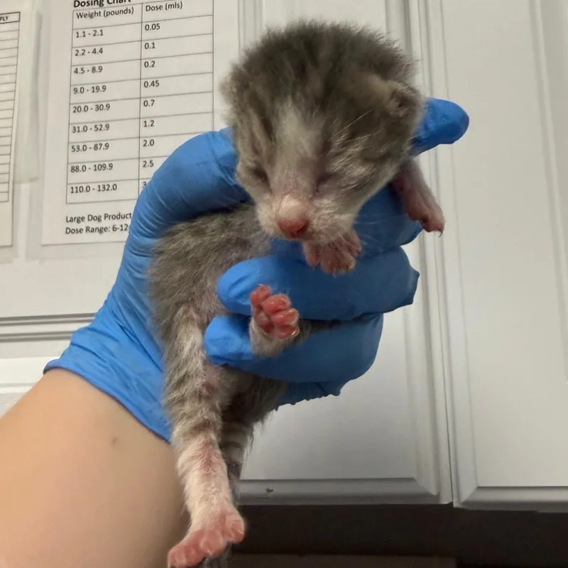 A baby small-sized female Gray / Blue / Silver Domestic Short Hair cat named Barbie for adoption in Greenville, SC