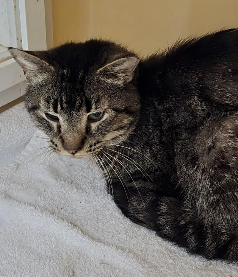 A senior medium-sized male Domestic Short Hair cat named Jeffery for adoption in Windsor, CT