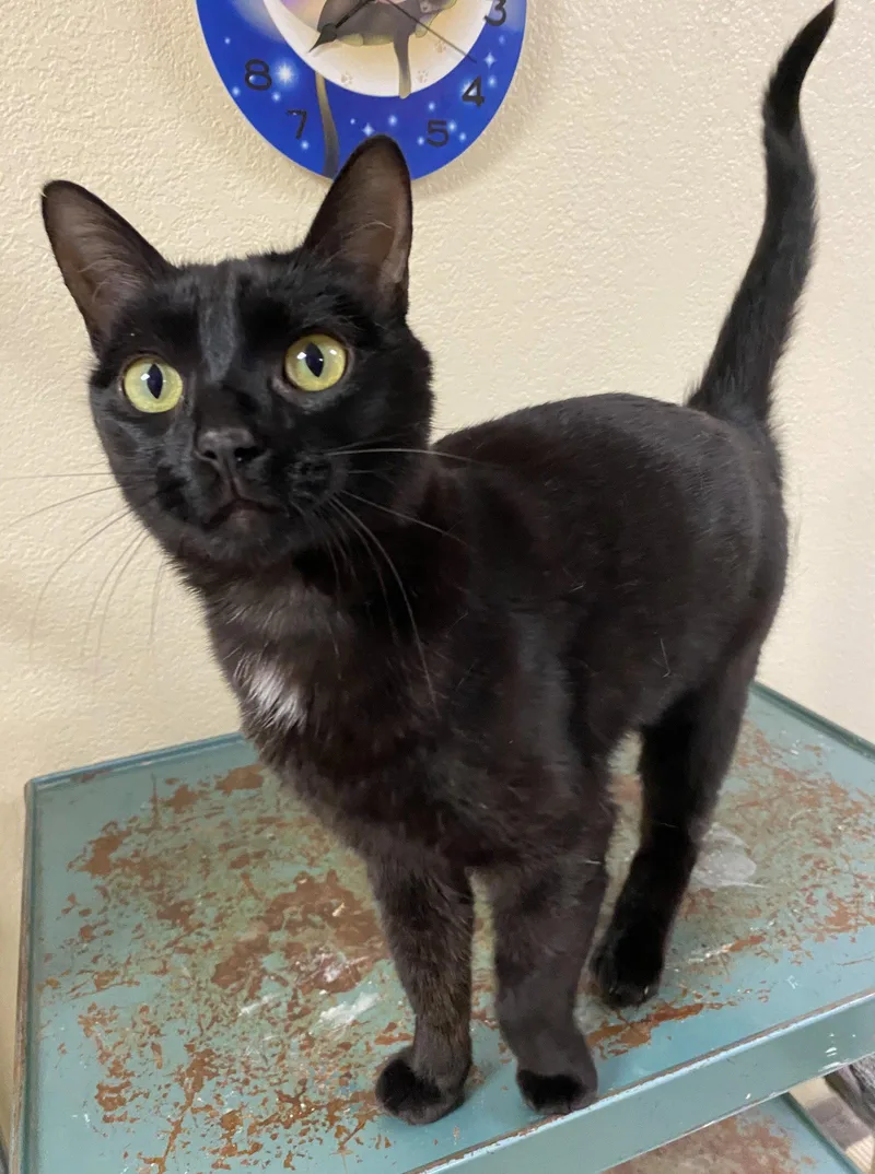 An adult medium-sized female Domestic Short Hair cat named Avalee for adoption in Fargo, ND