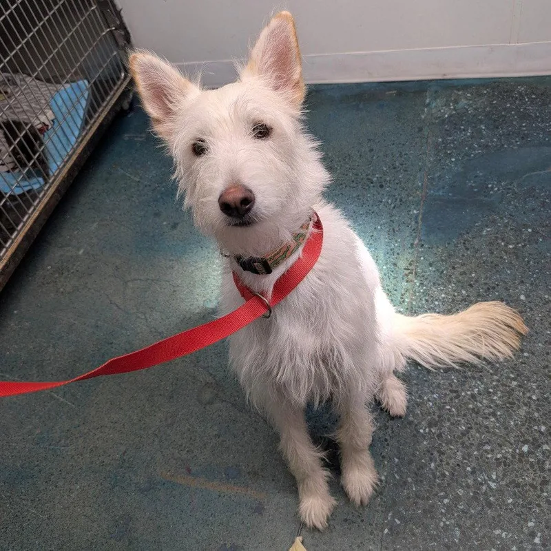 An adult medium-sized male Schnauzer dog named Henry for adoption in Chico, CA