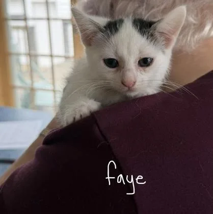 A baby small-sized female White Domestic Short Hair cat named Faye for adoption in Rochester, MN
