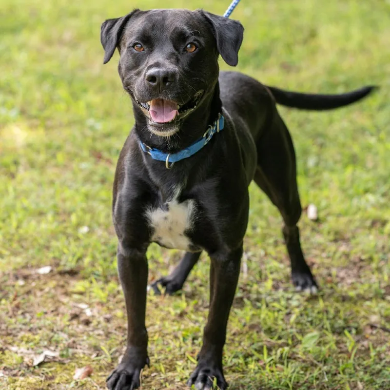 An adult medium-sized male Black Labrador Retriever dog named Cane for adoption in Bartlett, TN