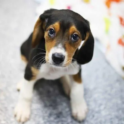 A baby small-sized male Brown / Chocolate Hound dog named Munchos for adoption in Atlanta, GA