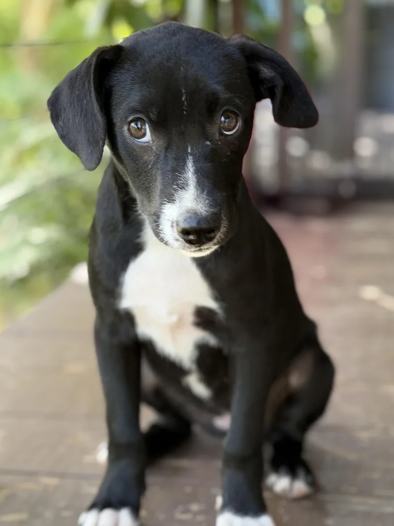 A baby medium-sized female Black Labrador Retriever dog named Jane Wow What Love for adoption in Lake Forest, IL