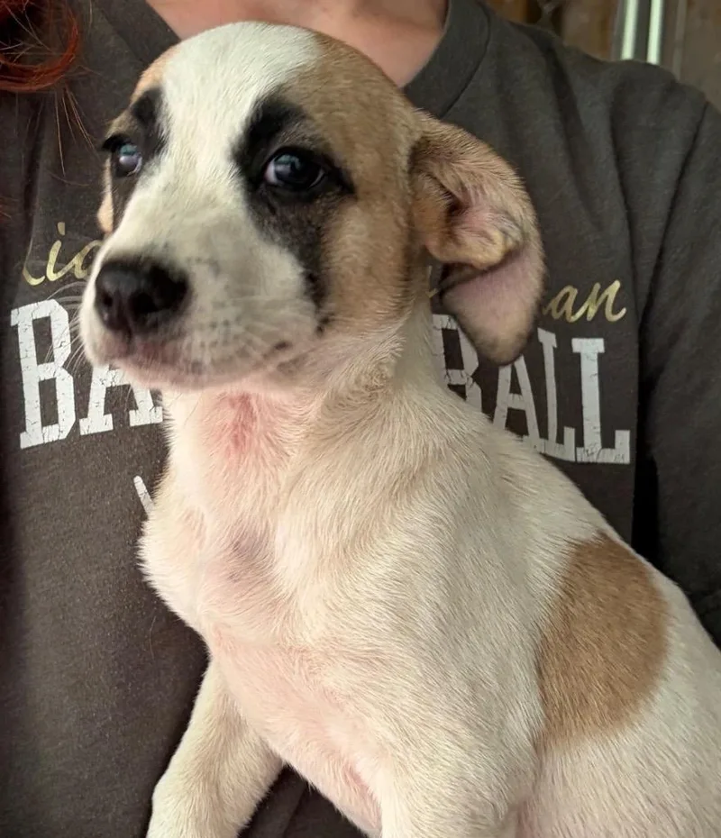 A baby medium-sized female Mixed Breed dog named Winnie for adoption in Jonesboro, AR