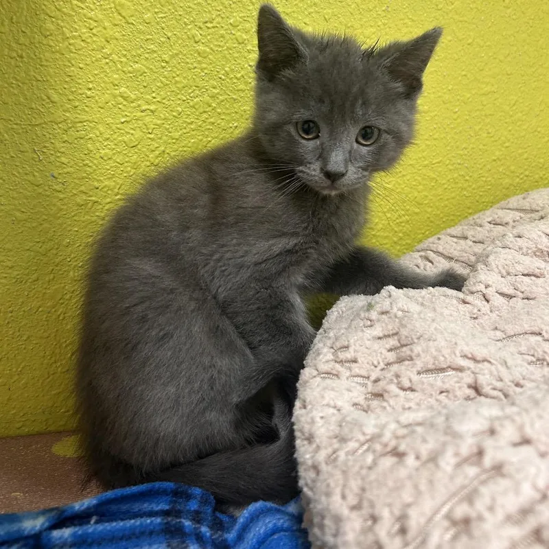 A baby small-sized male Gray / Blue / Silver Domestic Short Hair cat named Silver for adoption in Fresno, CA