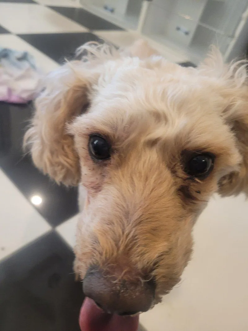 A senior small-sized male Poodle dog named Loui for adoption in Blue Springs, MO