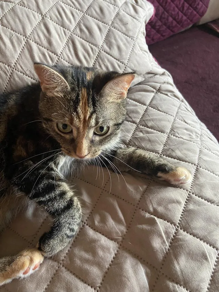 Tinkerbell thumbnail 2