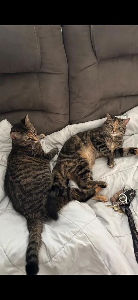 Tinkerbell thumbnail 3