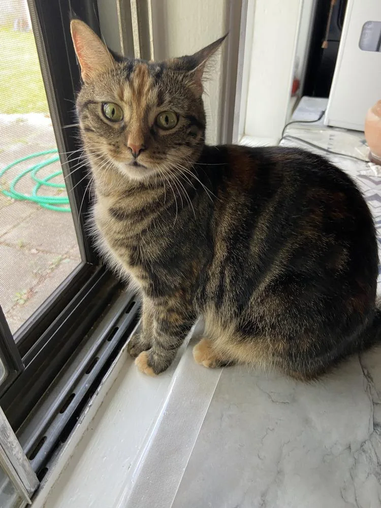 Tinkerbell thumbnail 4