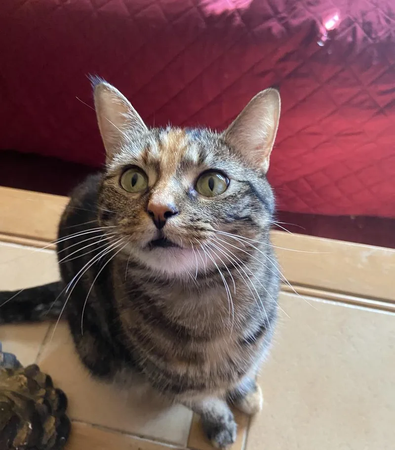 Tinkerbell thumbnail 5