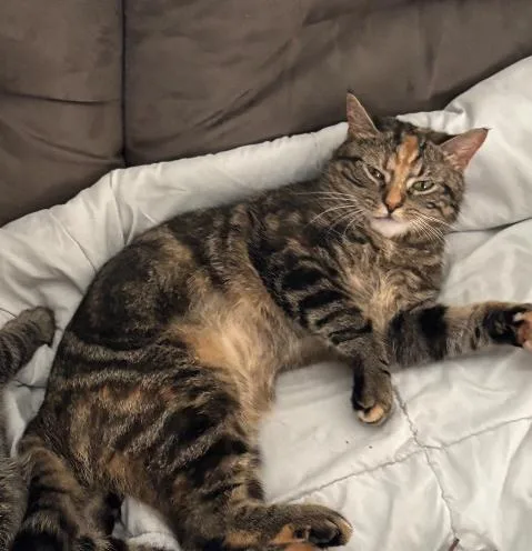 Tinkerbell thumbnail 6