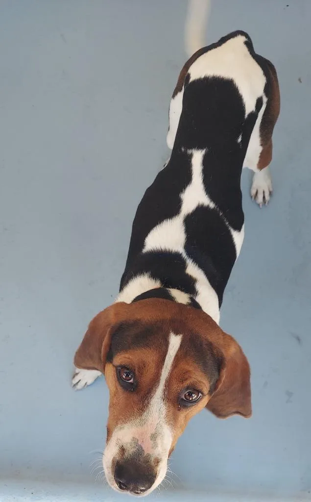 Ruger