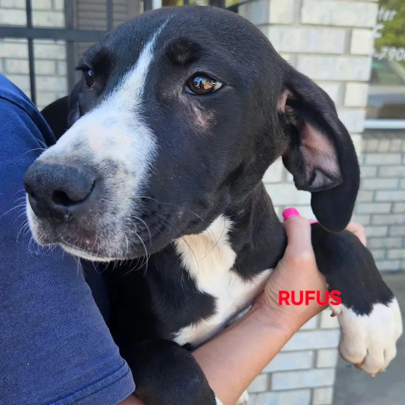 A baby medium-sized male Black Labrador Retriever dog named Rufus for adoption in Cumberland, RI