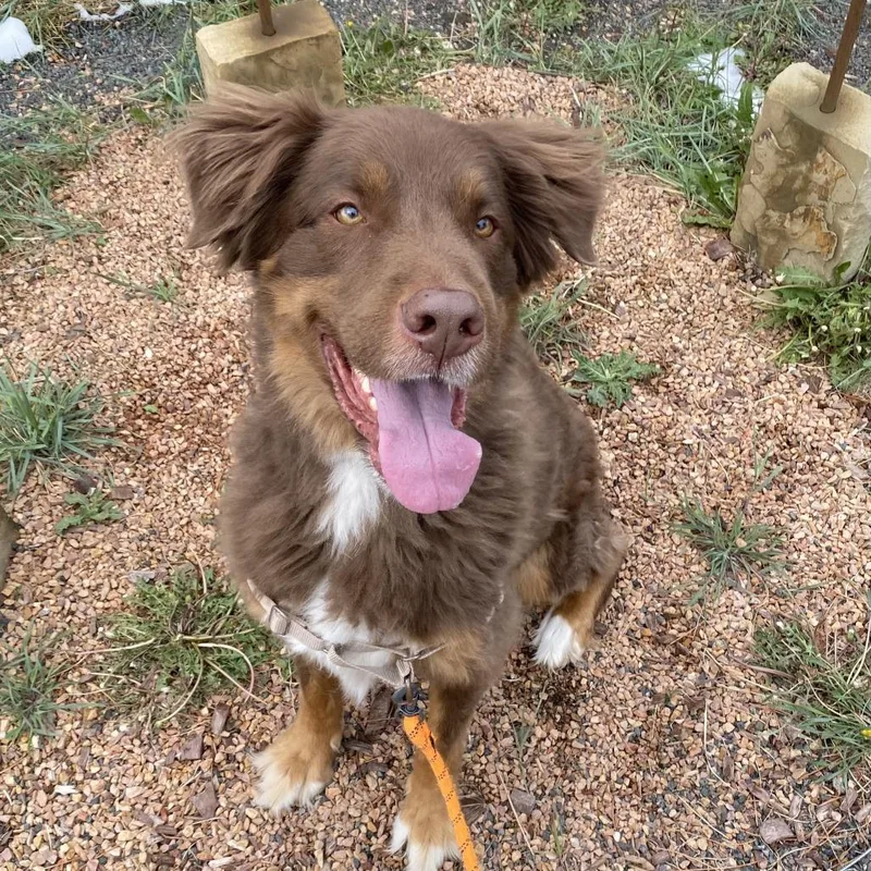 An adult large-sized male Brown / Chocolate Australian Shepherd dog named Ludo for adoption in Cheyenne, WY