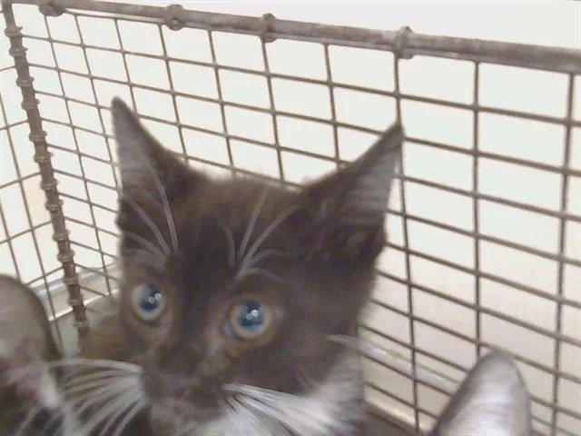 A baby small-sized female Domestic Short Hair cat named Cotija for adoption in Sacramento, CA