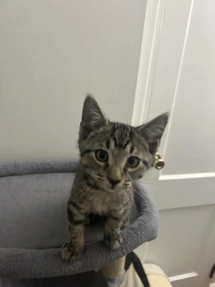 A baby small-sized male Tabby (Brown / Chocolate) Domestic Short Hair cat named Tampa for adoption in West Mifflin, PA